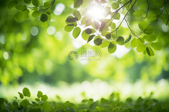 绿色的生态植物图片