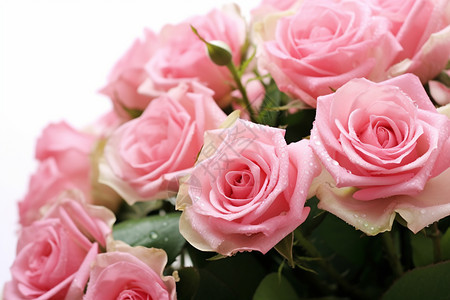 粉红色的玫瑰图片