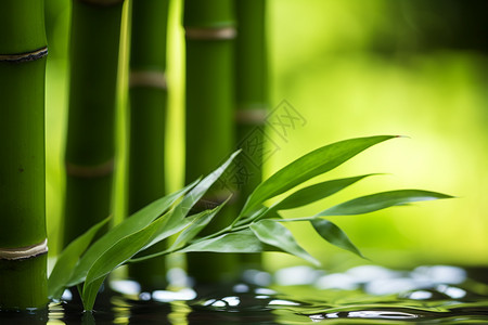 池塘旁生长的竹子图片