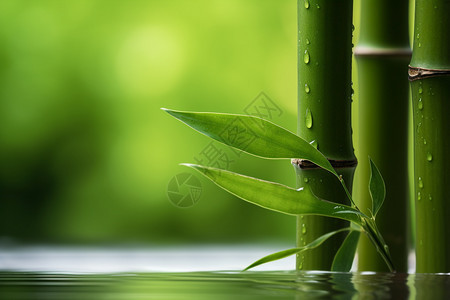 雨后鲜嫩的竹叶图片