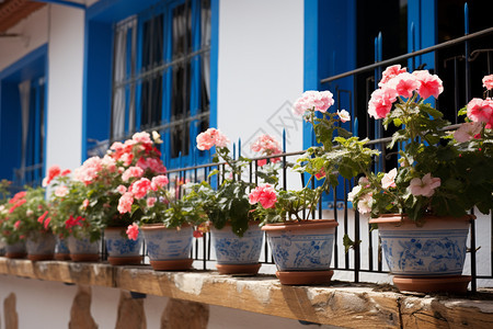 阳台上的鲜花盆栽图片
