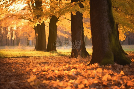 秋季满是落叶的树林图片