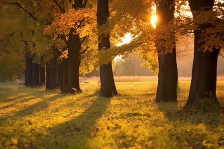 秋季宁静的树林图片