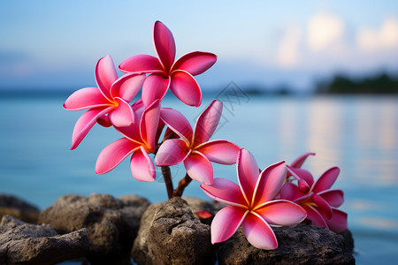粉色海礁石上生长的花朵背景