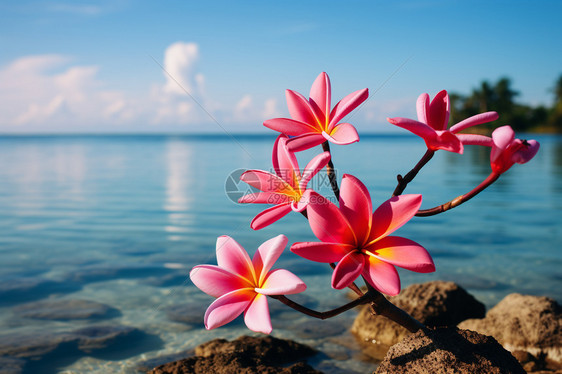礁石上盛开的花朵图片