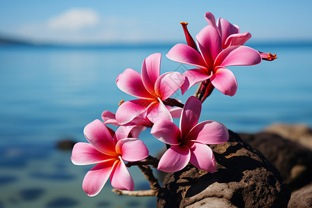 粉色海海边盛开的花朵背景