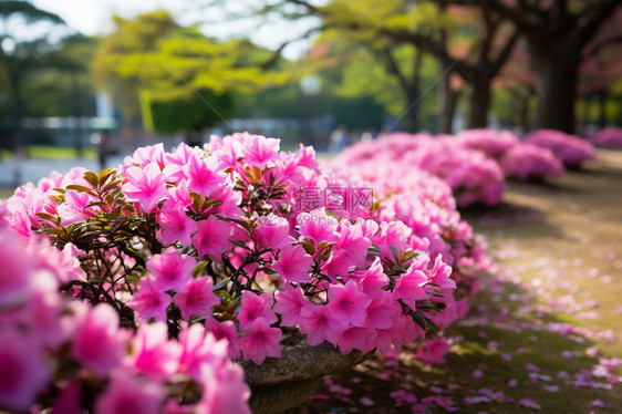 公园里的杜鹃花图片