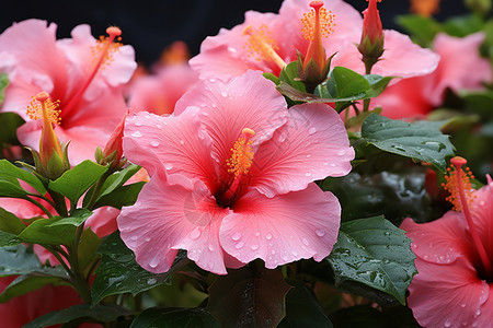 芙蓉花背景图片