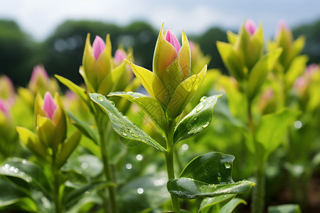 郁金香花丛图片