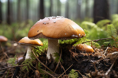 户外野生牛肝菌图片