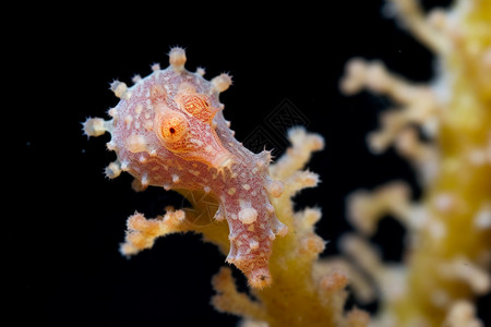 海洋动物海马图片