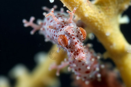 海洋生物可爱海马图片