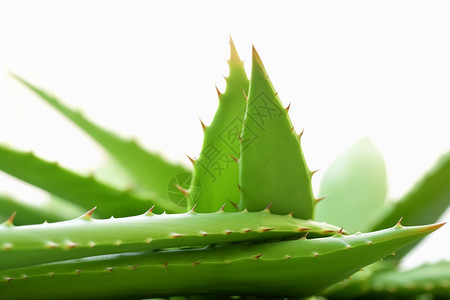 新鲜的绿植芦荟图片