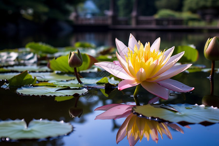 夏天花园池塘中的莲花图片