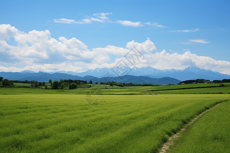 农业种植的水稻田图片