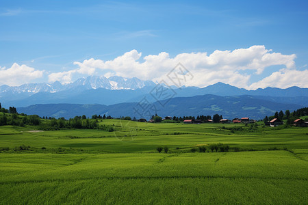 郁郁葱葱的山间水稻田图片