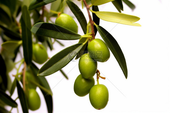 热带生长的橄榄树图片