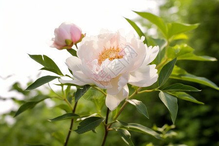 美丽的牡丹花瓣图片