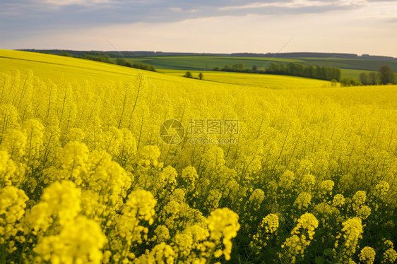 金色的油菜花图片