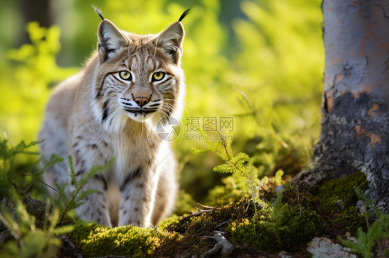 野生猞猁的特写镜头图片