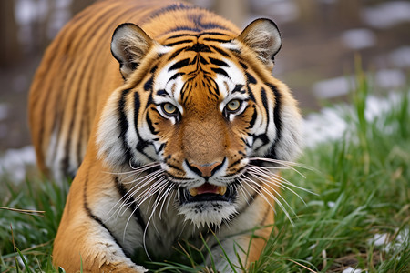 动物园中的西伯利亚虎图片