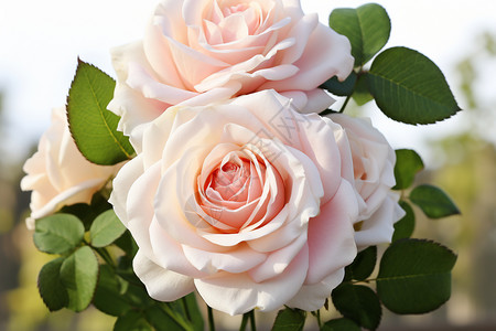 粉色炫彩户外盛开的粉色玫瑰花背景