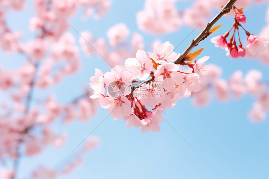 花园中盛开的美丽樱花图片