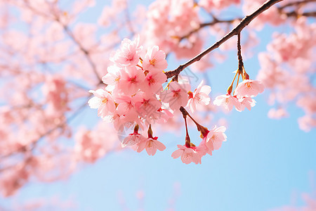 户外美丽的樱花图片