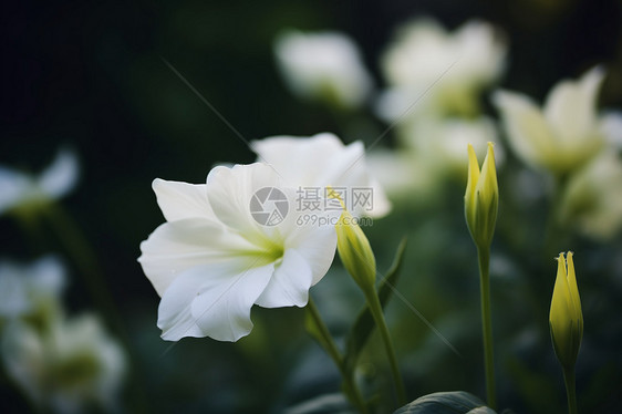 花园中美丽的郁金香花朵图片