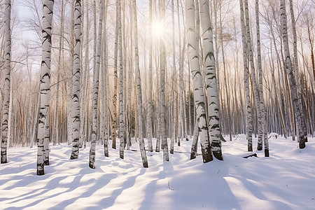冬天森林中雪地场景图片