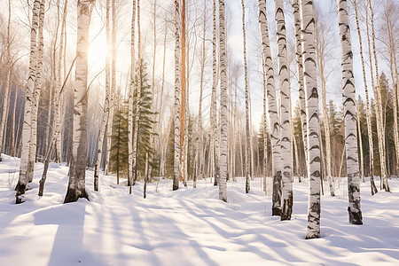 冬天森林的美丽景观图片