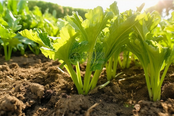 土壤里的小芹菜图片