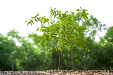 茁壮成长的小树图片