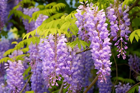 花园里的紫藤树图片