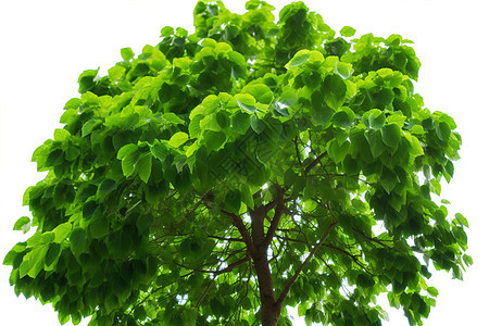 绿色茂密的树冠图片