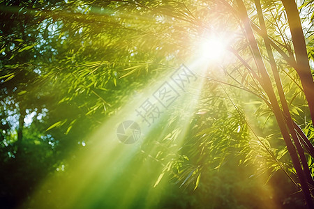 穿透阳光的树林图片