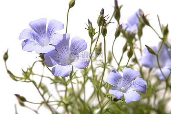 美丽的亚麻籽花图片