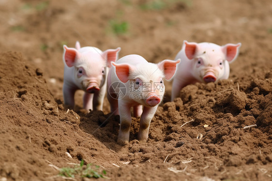 养猪场中繁殖的猪崽图片