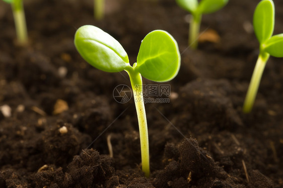 土壤中的植物幼苗图片