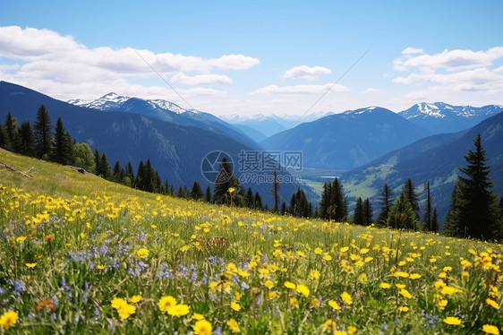 爬满山坡的野花图片