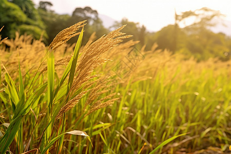 水稻种子农田种植的稻谷背景