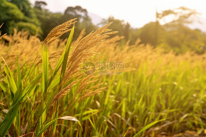 农田种植的稻谷图片