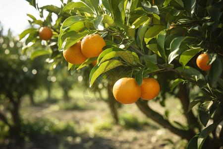 成熟美味的柑橘图片
