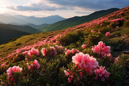 山上红色的花海图片