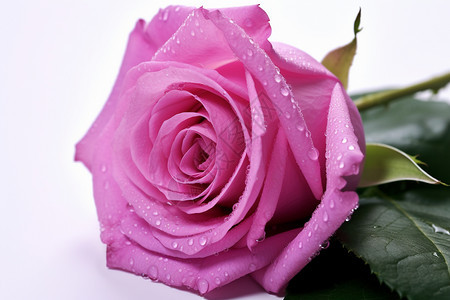 粉紫色的玫瑰花图片
