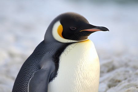 寒冷中的企鹅图片