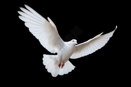 和平信仰的白鸽图片