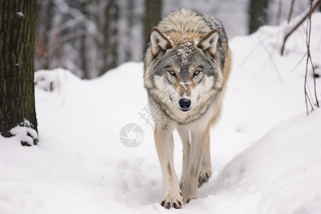 走在雪地上的狼图片
