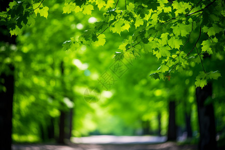 户外大树上的绿叶图片