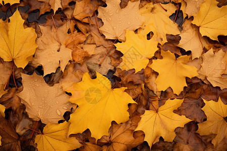 秋天户外的树叶图片